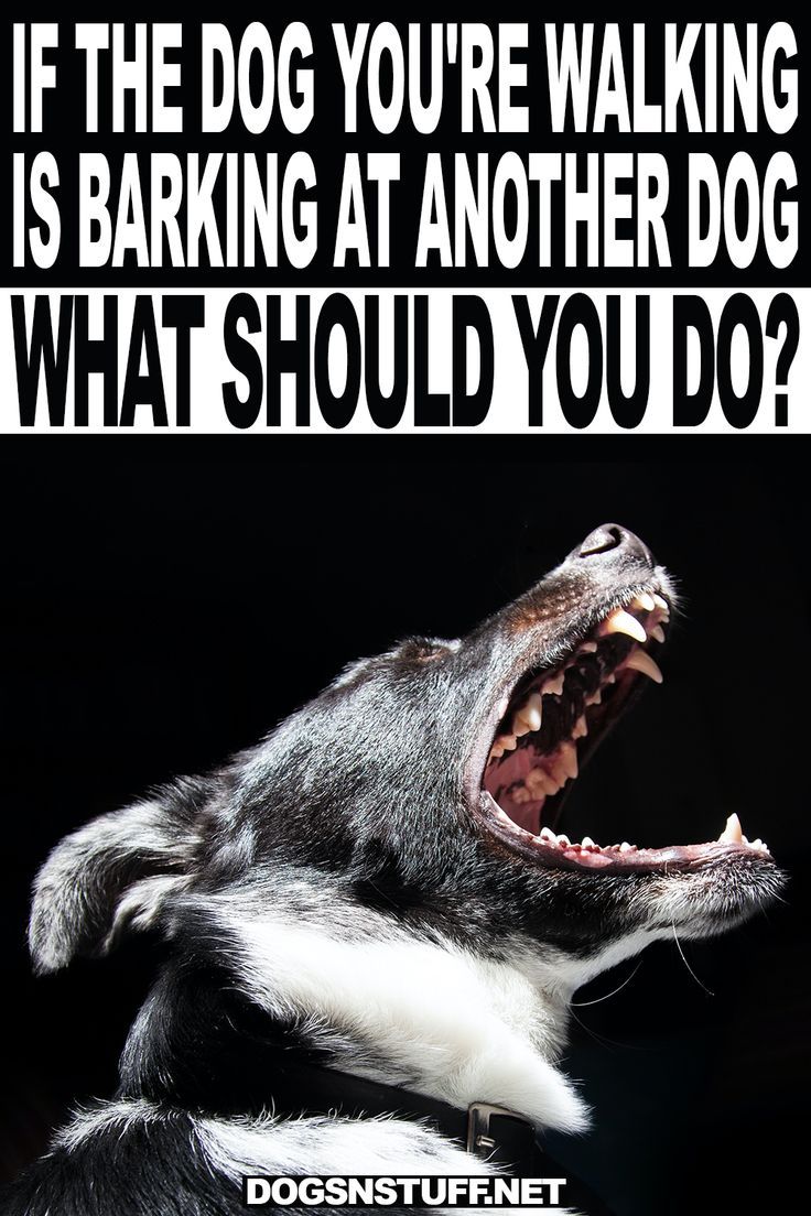 If The Dog You're Walking Is Barking At Another Dog, What Should You Do?