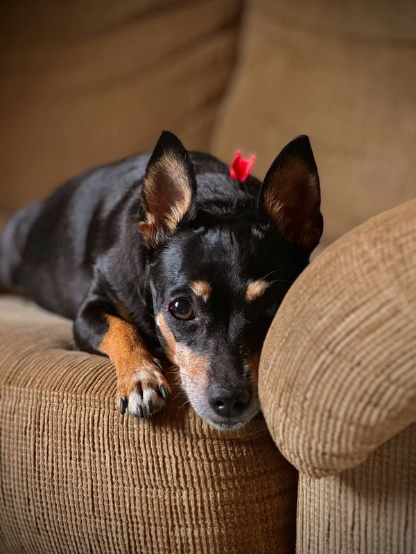 What are the critical training tips for a German Pinscher to improve recall reliability?