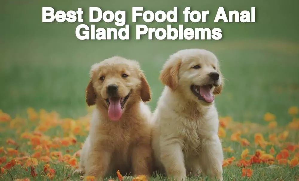 Best High Fiber Dog Food Anal Gland Problems 2022