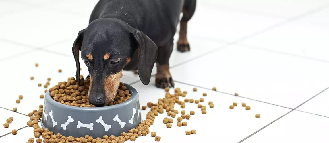 Best Dog Food For Dachshunds 2022