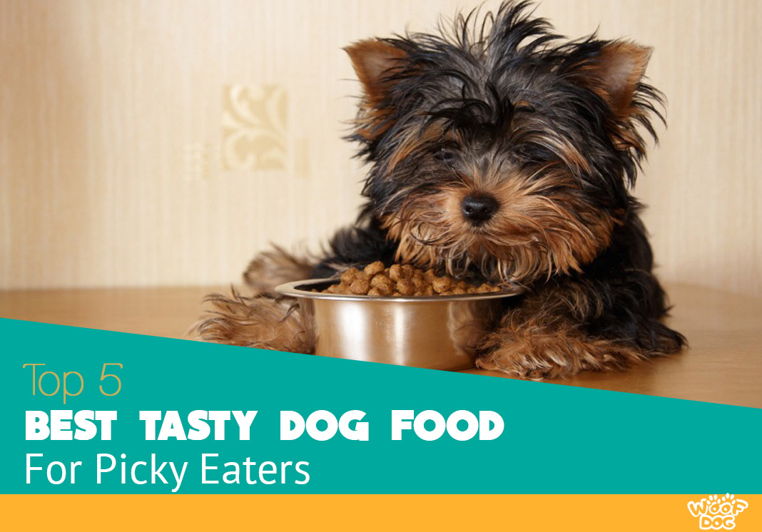 Best Dog Food For Picky Eaters 2022