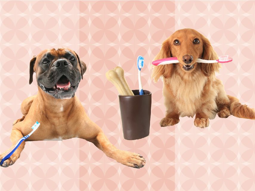 Best Dog Toothbrush 2022