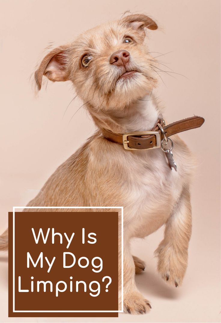 Why Is My Dog Limping: Complete Guide
