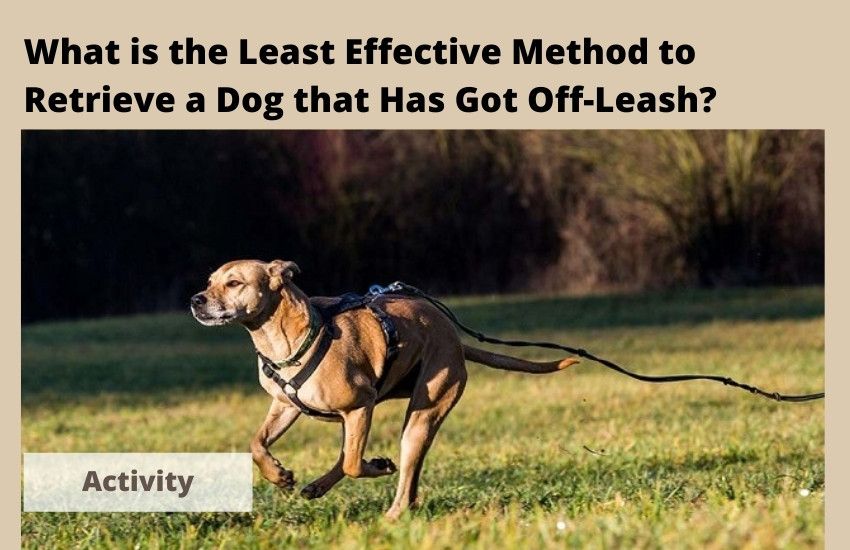 What Is The Least Effective Method To Retrieve A Dog That Has Got Off Leash