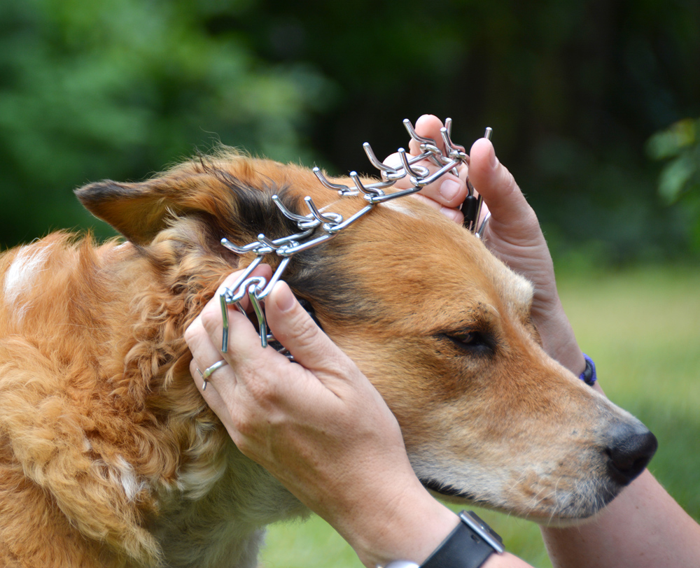 How Should You Place A Prong Collar On A Dog