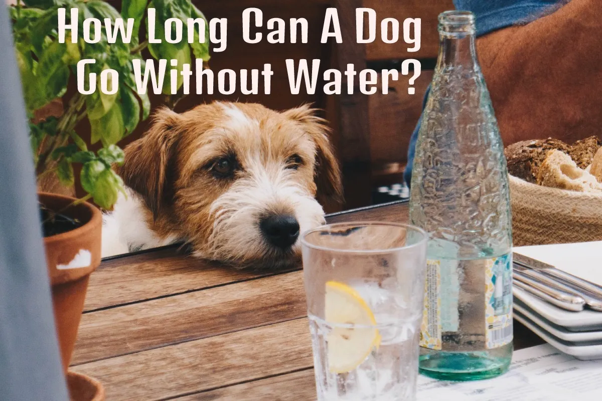 How Long Can A Dog Go Without Water: A Complete Guide