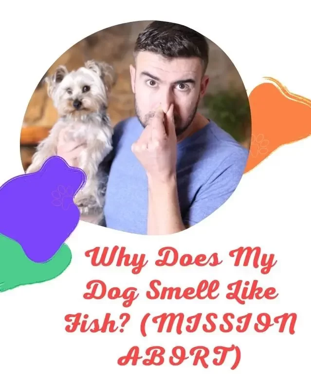 Why Does My Dog Smell Like Fish