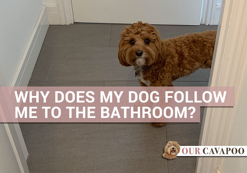 Why Does My Dog Follow Me To The Bathroom