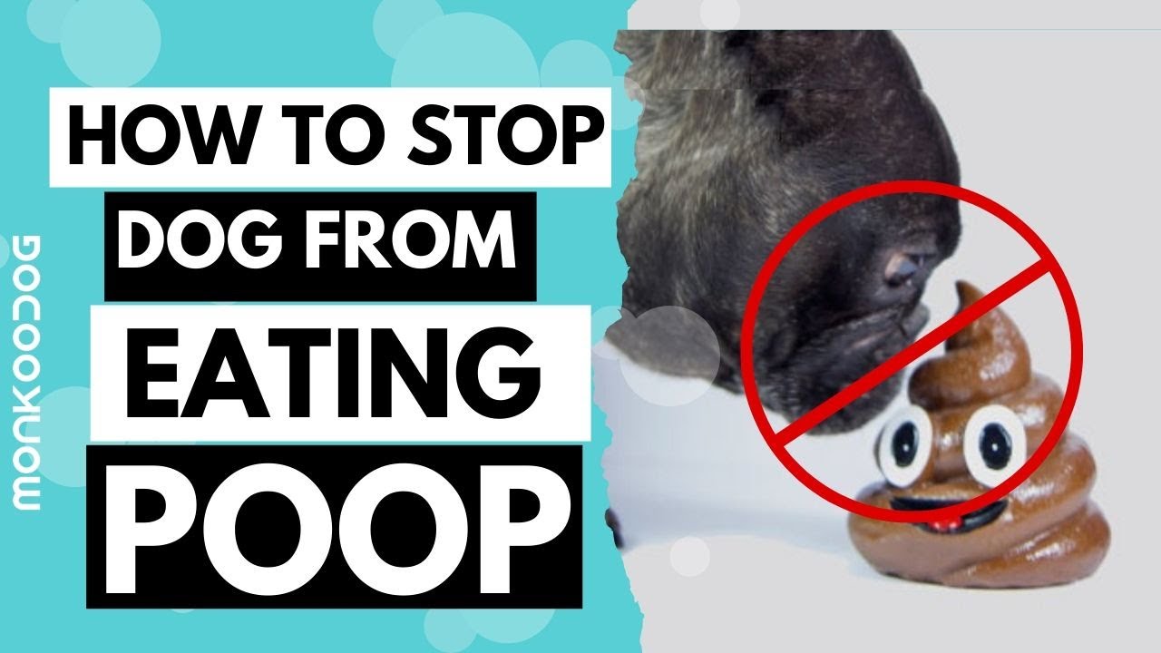 How To Stop Dog From Eating Poop Home Remedies